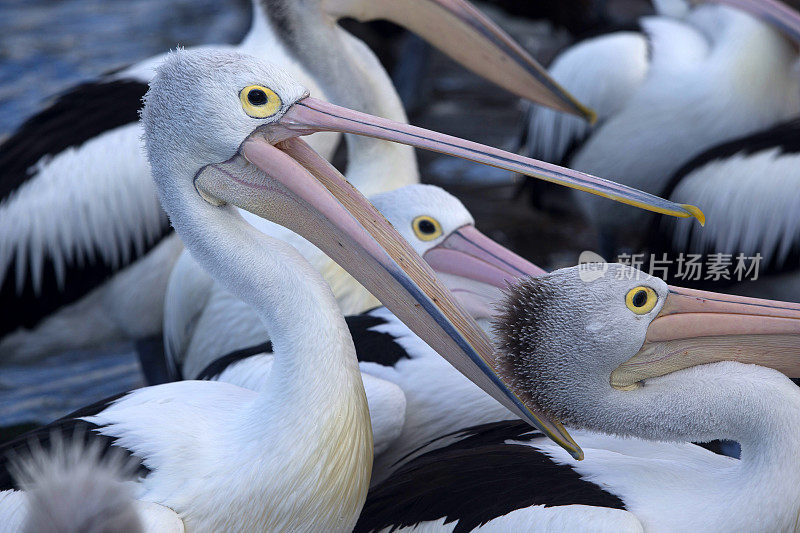 鹈鹕(Pelecanus conspicillatus)